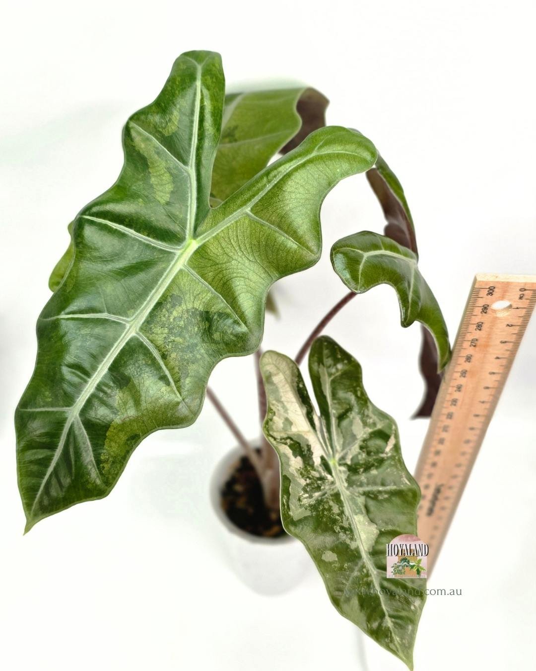 🍂 Alocasia Pseudo Sanderiana Pink Corm Grown (TC Mumma